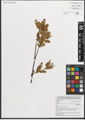Foto von Salix L.
